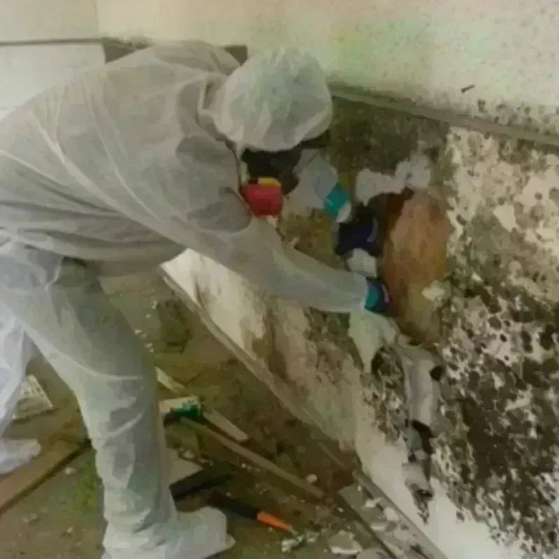 Mold Remediation and Removal in Hardwick, GA